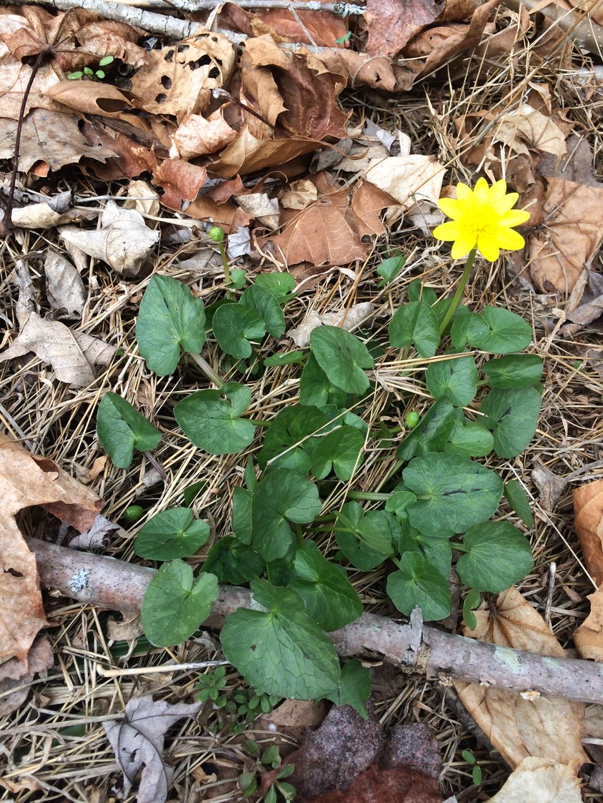 Though a cheerful expression of color, the spring ephemeral lesser celandine, also called fig buttercup, is considered an invasive species in New York. This specimen was spotted along the towpath trail near the Roebling Bridge in Minisink Ford, NY. The pretty perennial with its heart-shaped leaves thrives along stream and riverbanks as well as in wetlands.